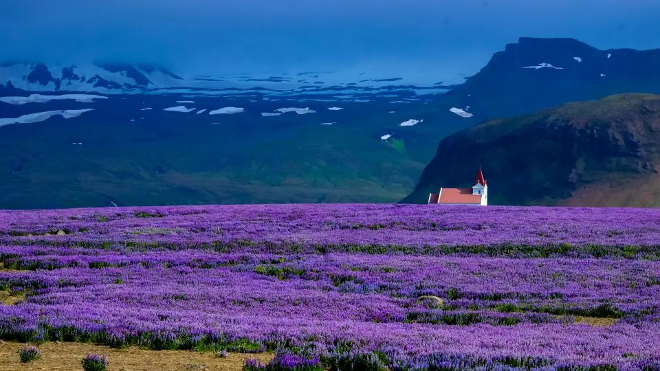 Lavendelveld in volle bloei, een bekende grondstof voor parfum