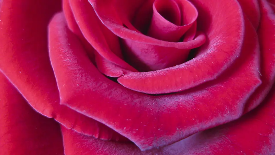 Rozenblaadjes in close-up