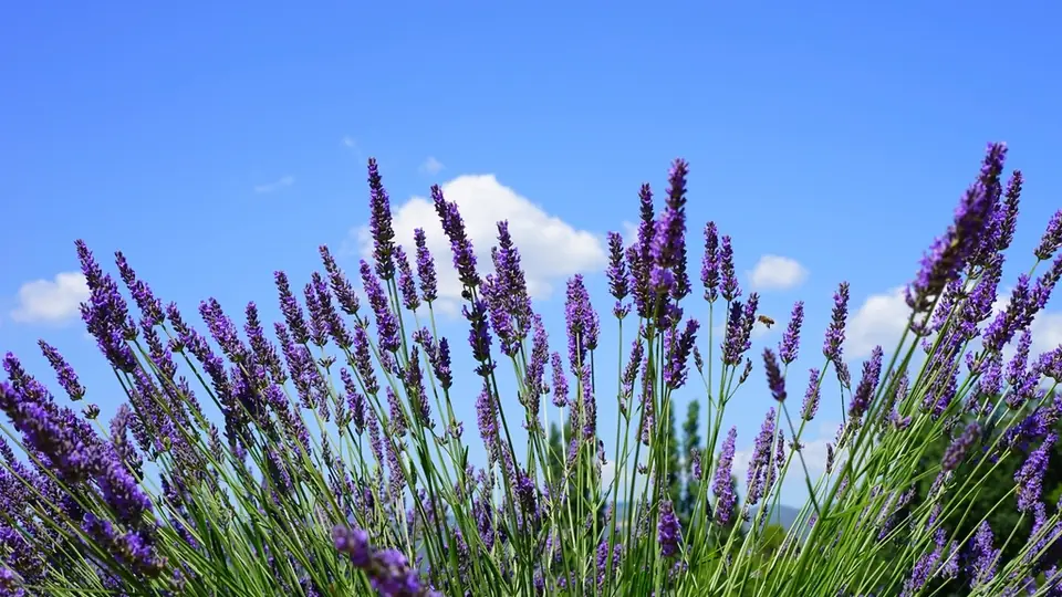 Lange rijen paarse lavendel